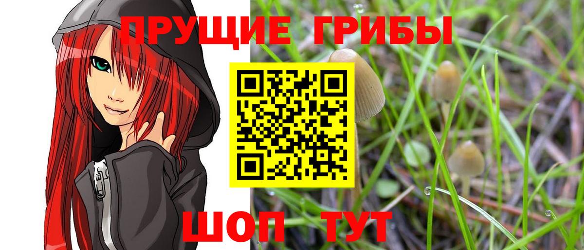 Галлюциногенные грибы MAGIC MUSHROOMS  Вход с VPN  Камышлов  Псилоцибиновые грибы Psilocybine cubensis 
